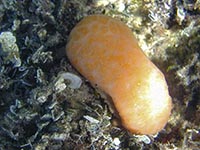 Aplidium